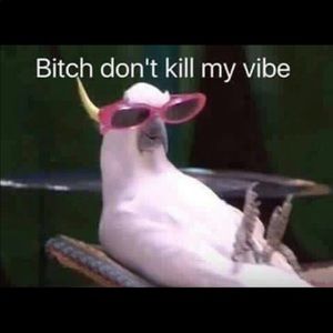 Meet your Posher, Katrina